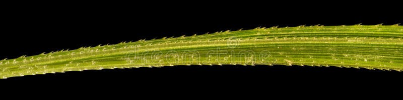 Couch grass. Macro royalty free stock images
