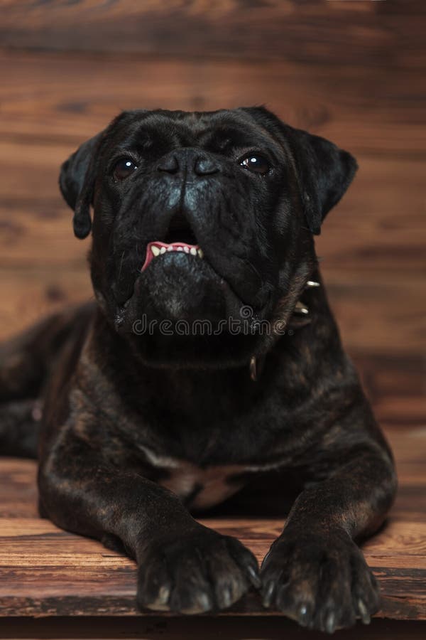 Curious lying boxer with teeth exposed looks up. While relaxing on wooden background stock photography