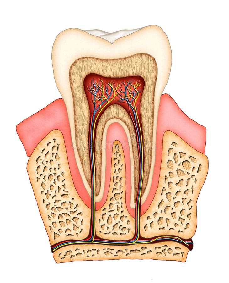 Dental anatomy stock illustration