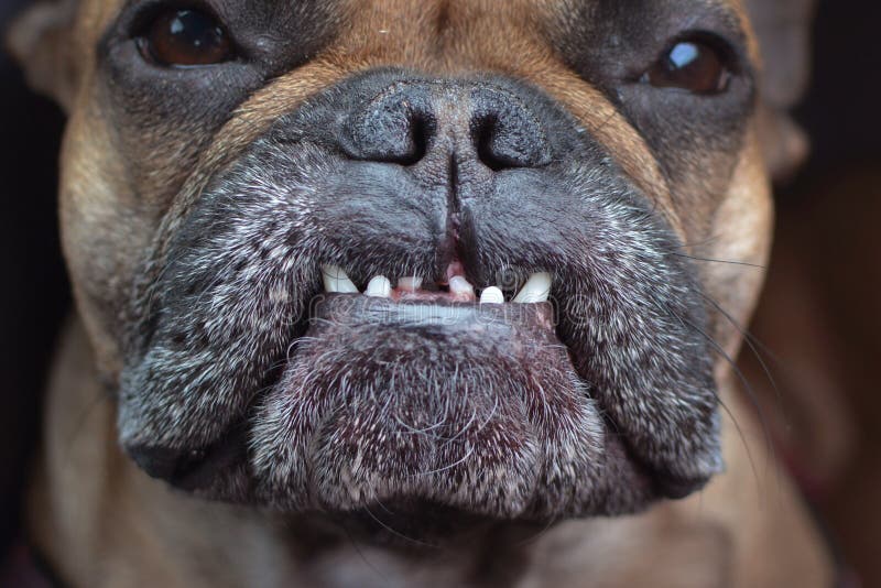 Dental condition with overbite and missing teeth of a flat nosed French Bulldog dog. Close up of dental condition with overbite and missing teeth of a flat nosed stock photography