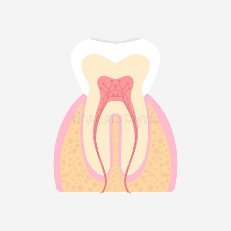 Dental teeth, internal organs tooth anatomy body part nervous system vector illustration