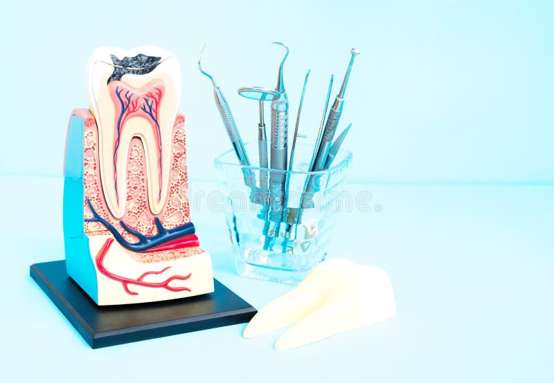 Dental tools and tooth anatomy. royalty free stock image