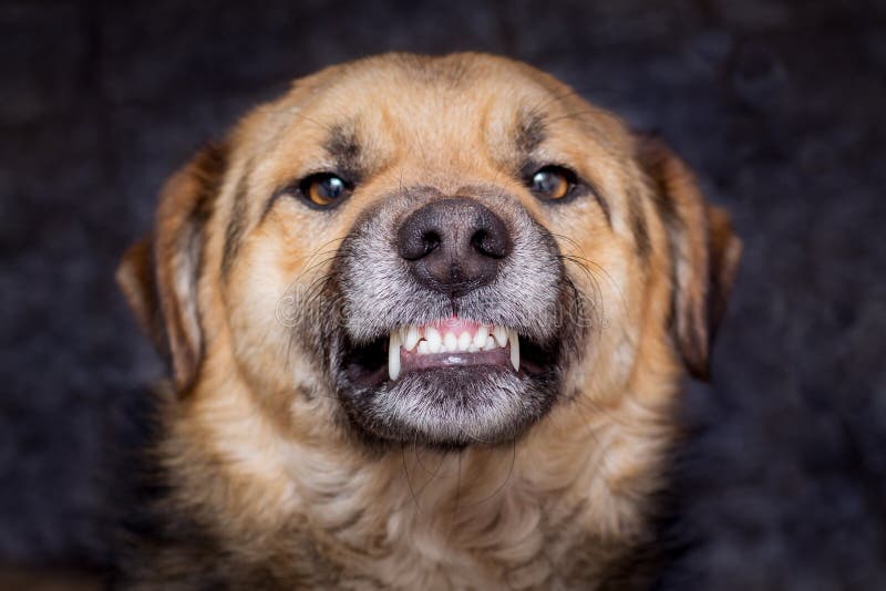 The dog shows teeth. Angry dog is ready to bite. Caution is an evil dog_. The dog shows teeth. Angry dog is ready to bite. Caution is an evil dog royalty free stock photo