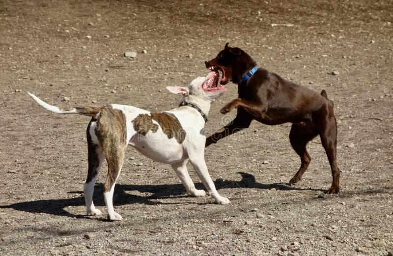 Dog fight. Dogs fighting, canine aggression.  A brown dog and a white dog with brown spots, mouths wide open, teeth exposed stock images