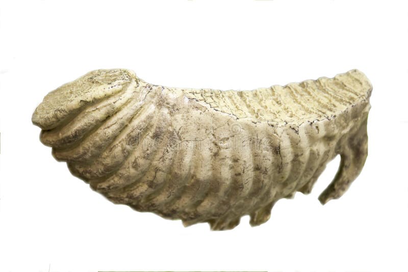 Elephant molar tooth isolated on white background. Body parts of animals. Zoology stock photos