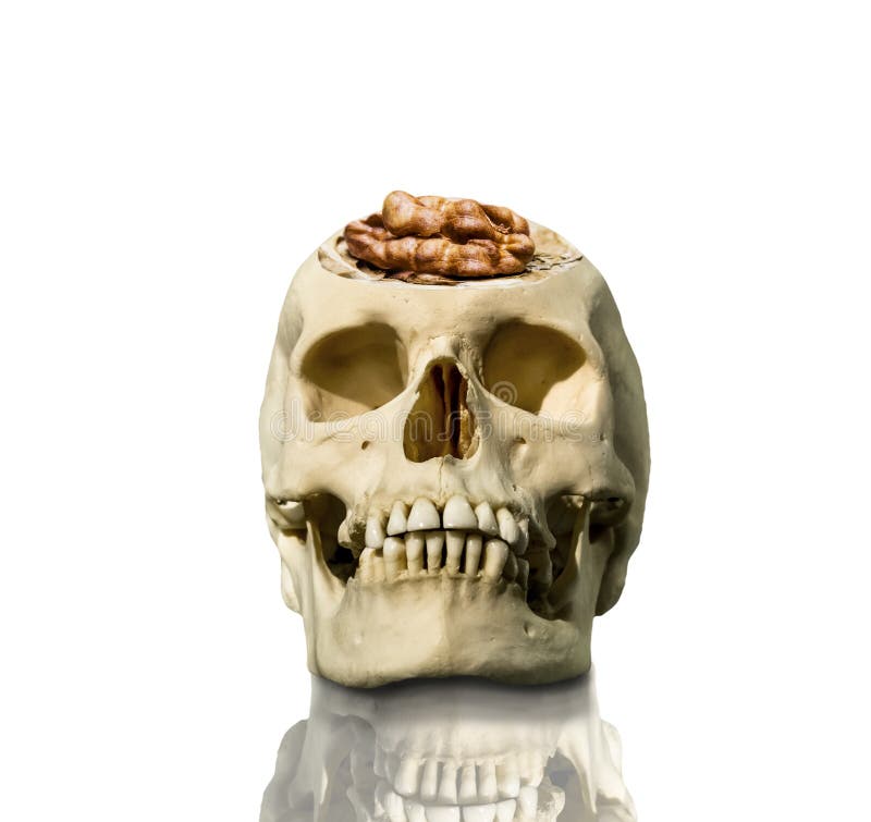 The exposed skull with the brain in the form of a walnut. On a white background stock images