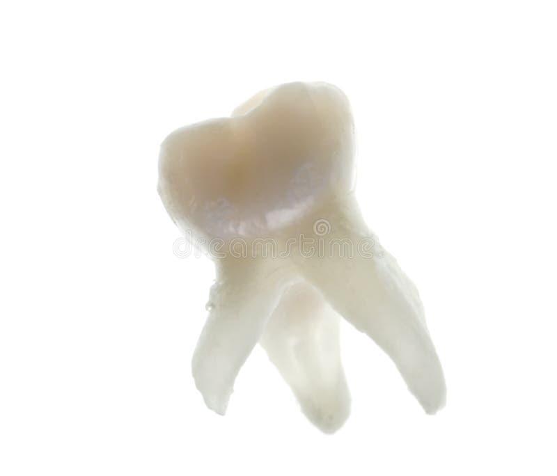 Extracted baby molar tooth with roots. Isolated on white stock photos