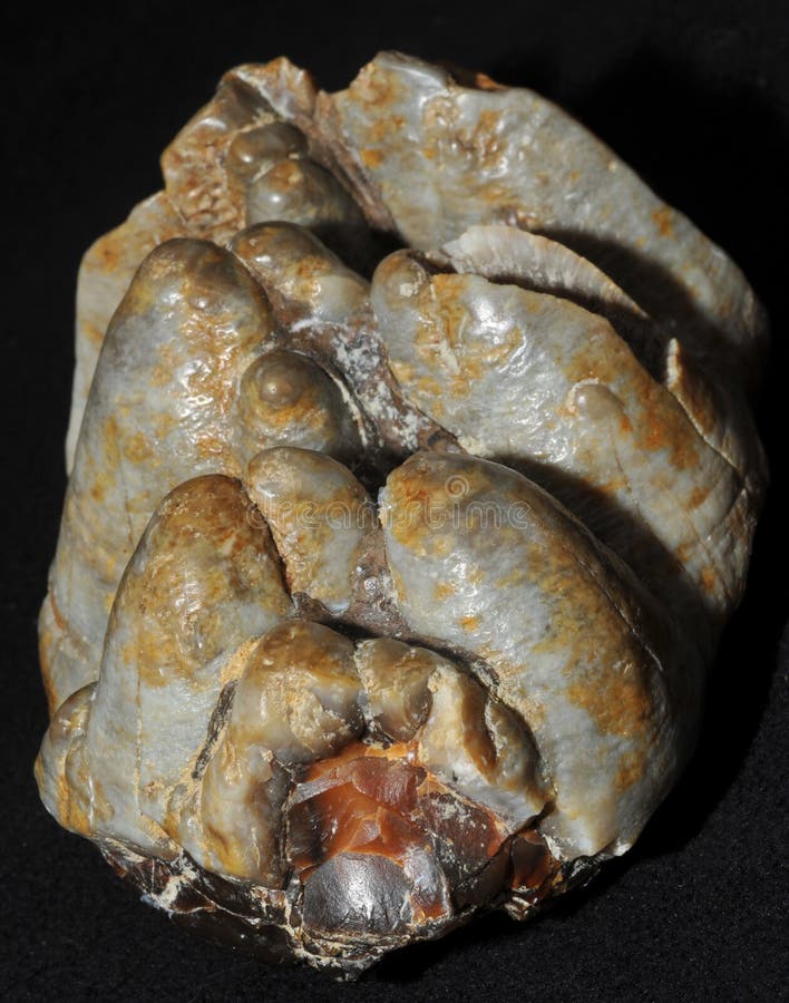 A fossil mammoth molar or cheek tooth. This specimen is a fossil mammoth molar or cheek tooth. A mammoth was a type of ice age elephant royalty free stock photo