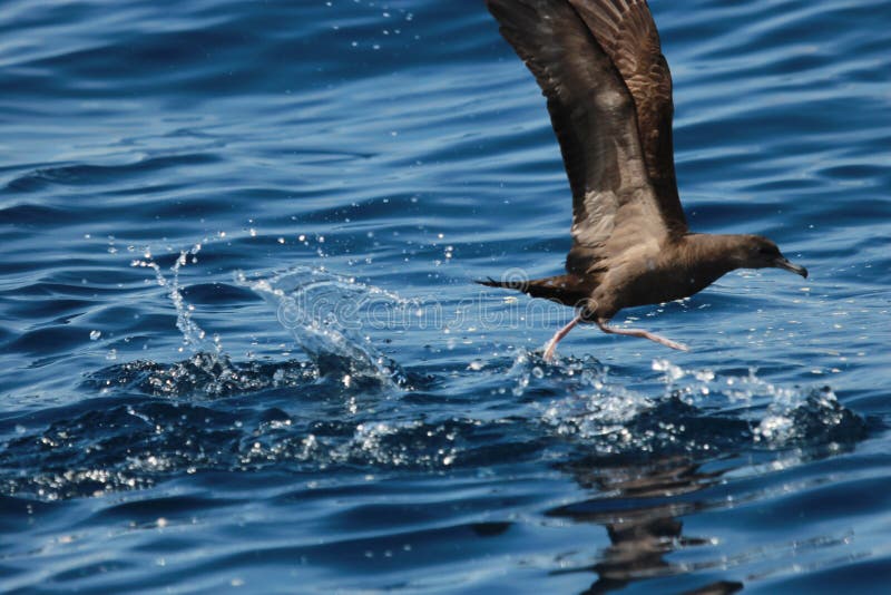 Wedge Tailed Shearwater in Australasia stock photo