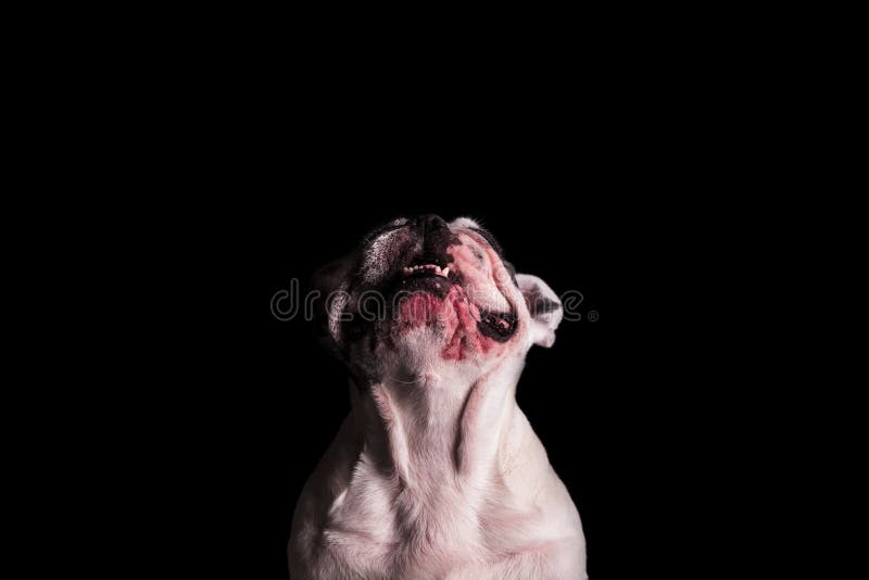 French bulldog looks up with teeth exposed. On black background royalty free stock photos