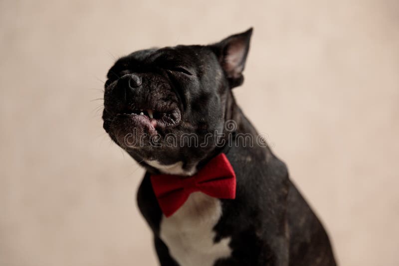French bulldog wearing red bowtie sitting with closed eyes. Wonderful french bulldog wearing red bowtie sitting with closed eyes and exposed teeth on gray royalty free stock image