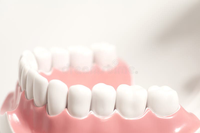 Generic dental human teeth model royalty free stock images