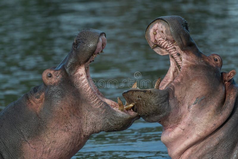 Are we going to kiss and make up?. Two young hippopotamus males playing in the water with open jaws and teeth exposed royalty free stock photography