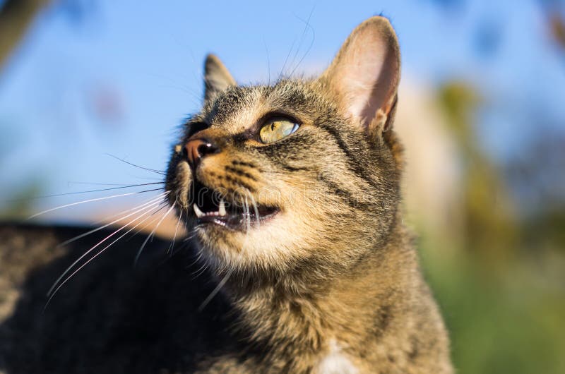 Gray and black striped short hair domestic cat close up portrait with open mouth and exposed teeth. 2020 stock images