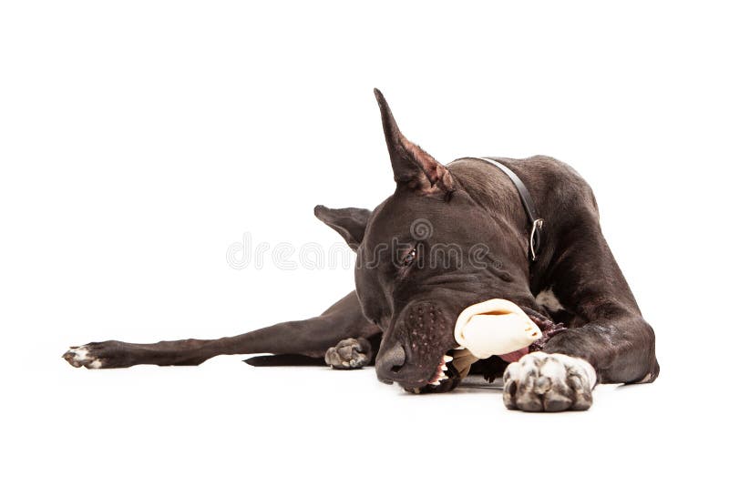 Great Dane Dog Eating Bone. Great Dane dog sitting against a white background eating a big rawhide bone with teeth exposed stock photo