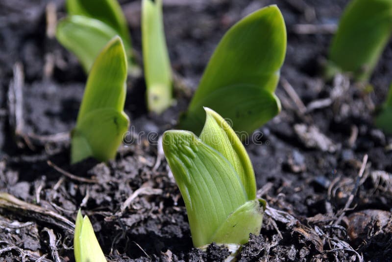 Green iris pointed flat wedge shaped leaves close up, ground background stock photo