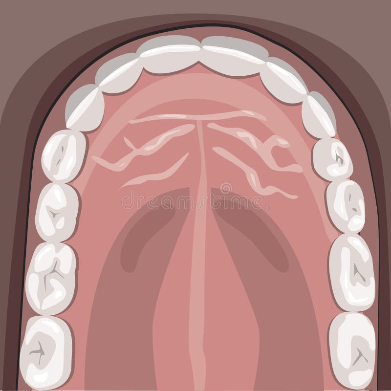 A upper jaw with molars, incisors and with white teeth after the dentist, a  stock illustration. Healthy molars and incisors on the upper jaw for design. A stock illustration