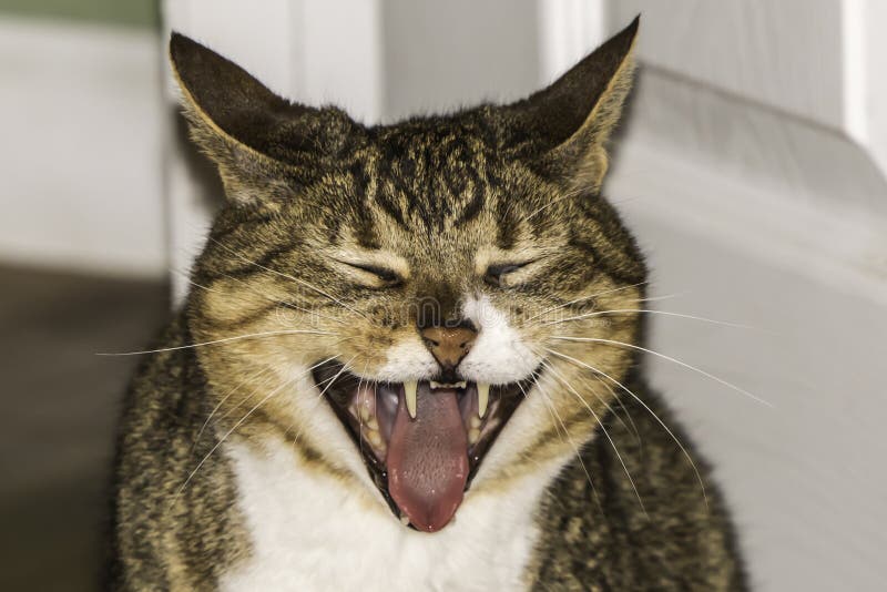 Yawning Cat Showing Teeth. A house cat is yawning with its eyes closed and exposed teeth royalty free stock photos