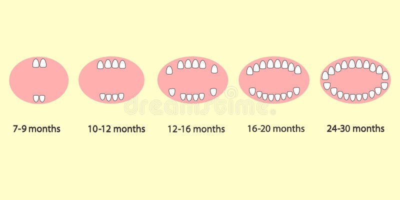 How to grow baby teeth. vector illustration