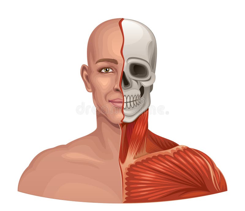Human anatomy facial muscles and skull. On a white background royalty free illustration
