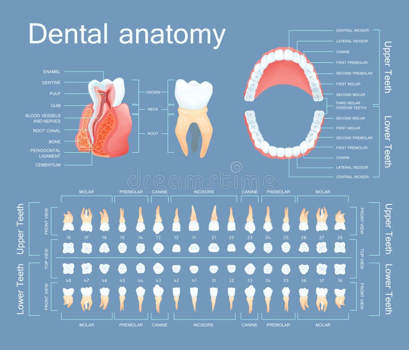 Human dental anatomy. Tooth anatomy numbering infographics. Sectional anatomical structure of the tooth - dentine, pulp, gum, blood vessels, root canal vector stock illustration