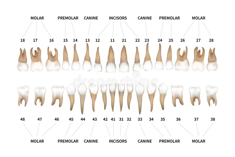 Human dentition full infographic chart with teeth numbers for upper and lower jaws isolated on white. Human dentition full infographic chart with teeth numbers vector illustration