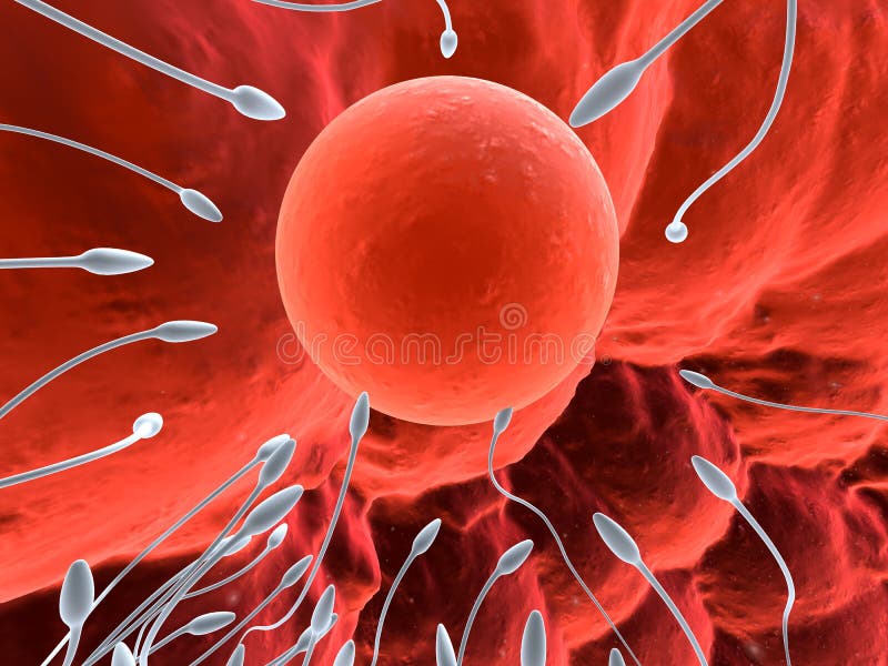 Human egg with sperm vector illustration
