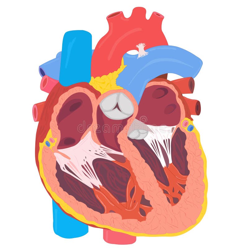 Human heart anatomy stock illustration