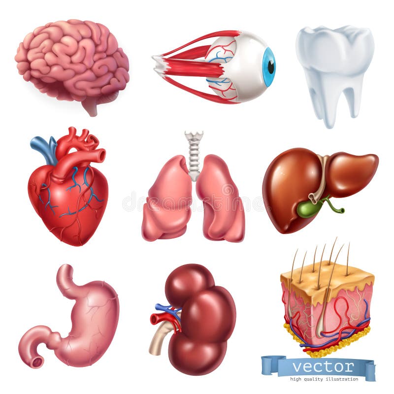 Human heart, brain, eye, tooth, lungs, liver, stomach, kidney, skin. 3d vector icon set royalty free illustration