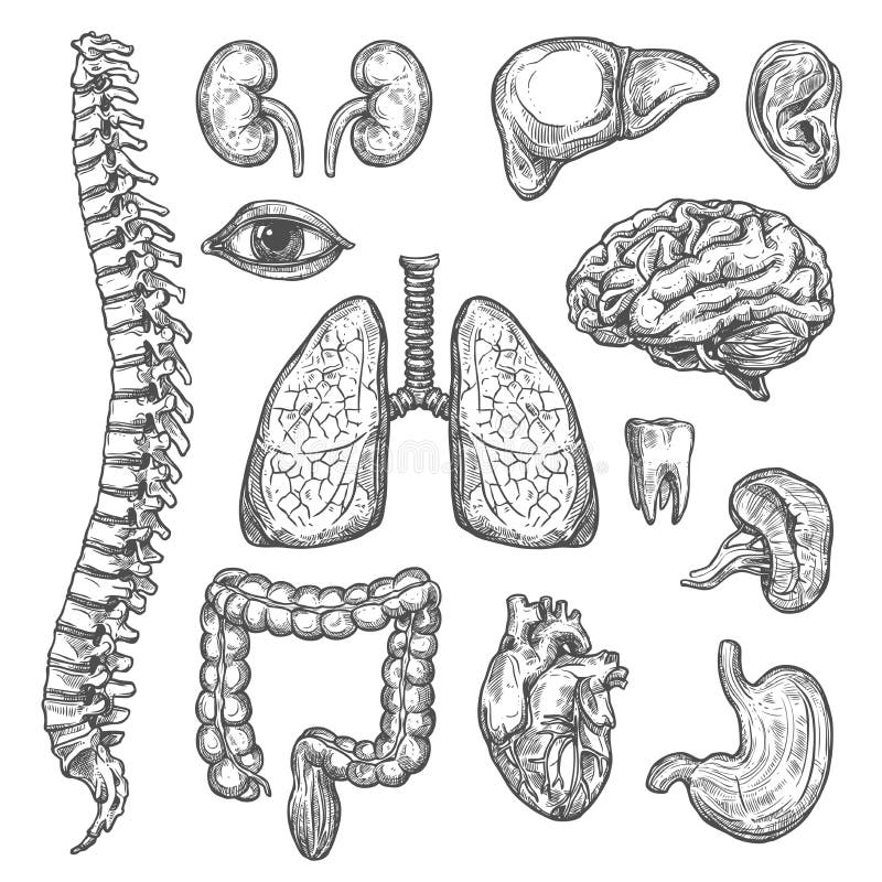 Human organs vector sketch body anatomy icons royalty free illustration