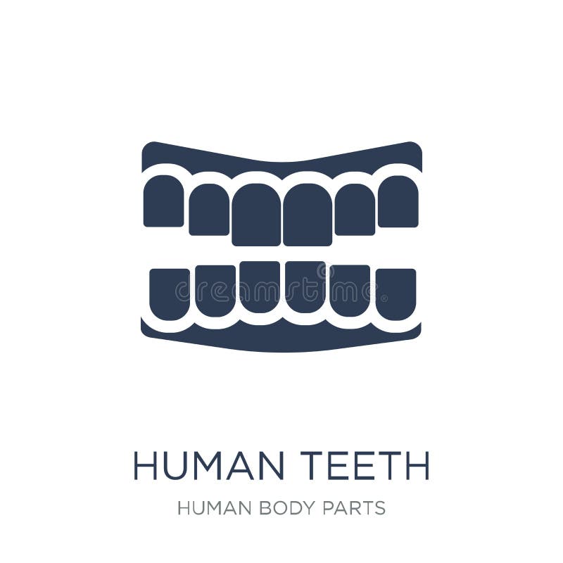 Human Teeth icon. Trendy flat vector Human Teeth icon on white b. Ackground from Human Body Parts collection, vector illustration can be use for web and mobile royalty free illustration