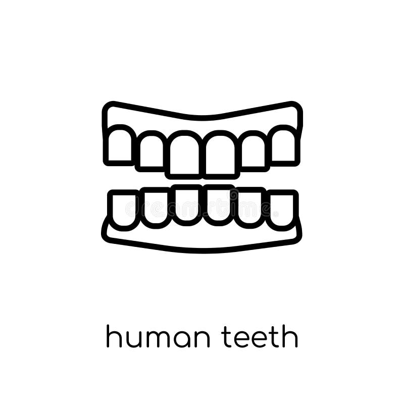 Human Teeth icon. Trendy modern flat linear vector Human Teeth i. Con on white background from thin line Human Body Parts collection, editable outline stroke royalty free illustration