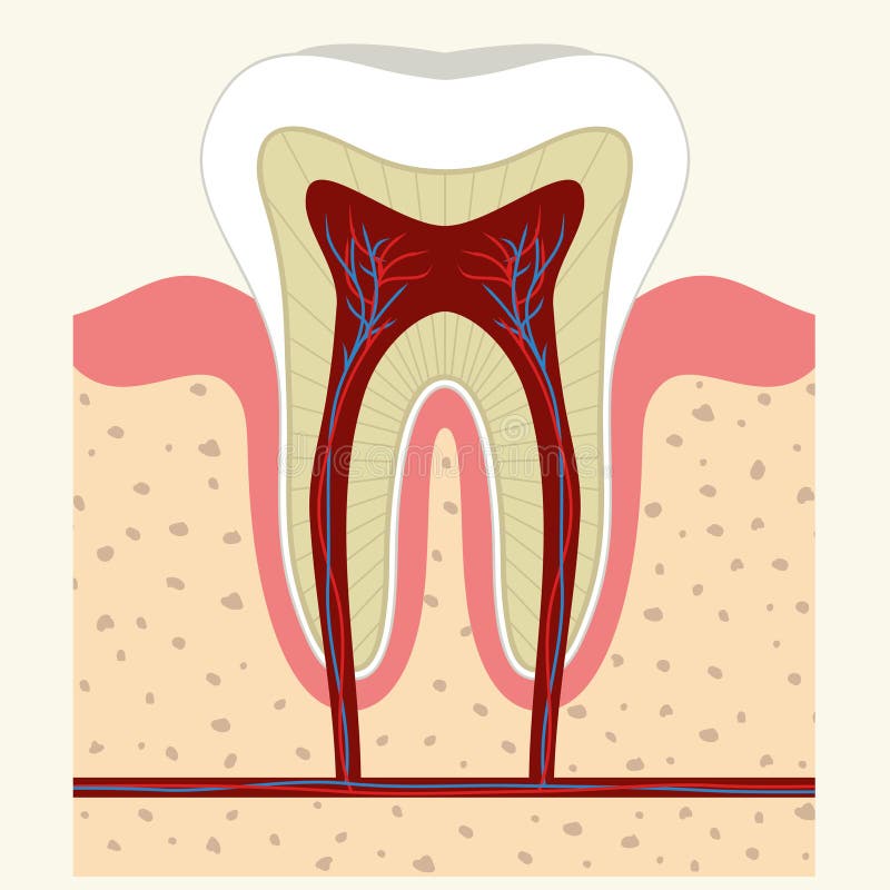 Human tooth and gum anatomy vector illustration