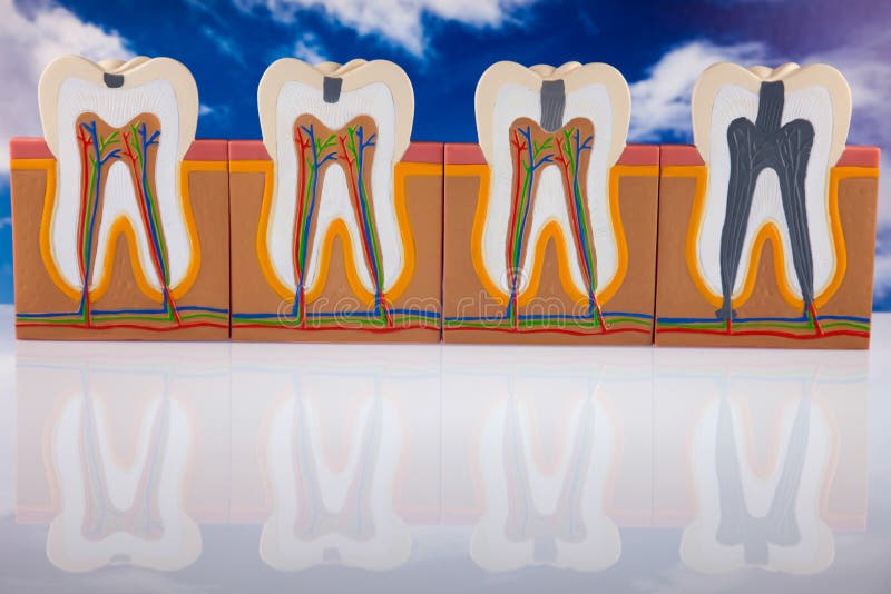 Human tooth structure, bright colorful tone concept.  stock photography
