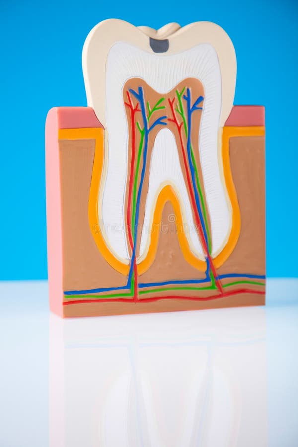 Human tooth structure, bright colorful tone concept.  royalty free stock photography