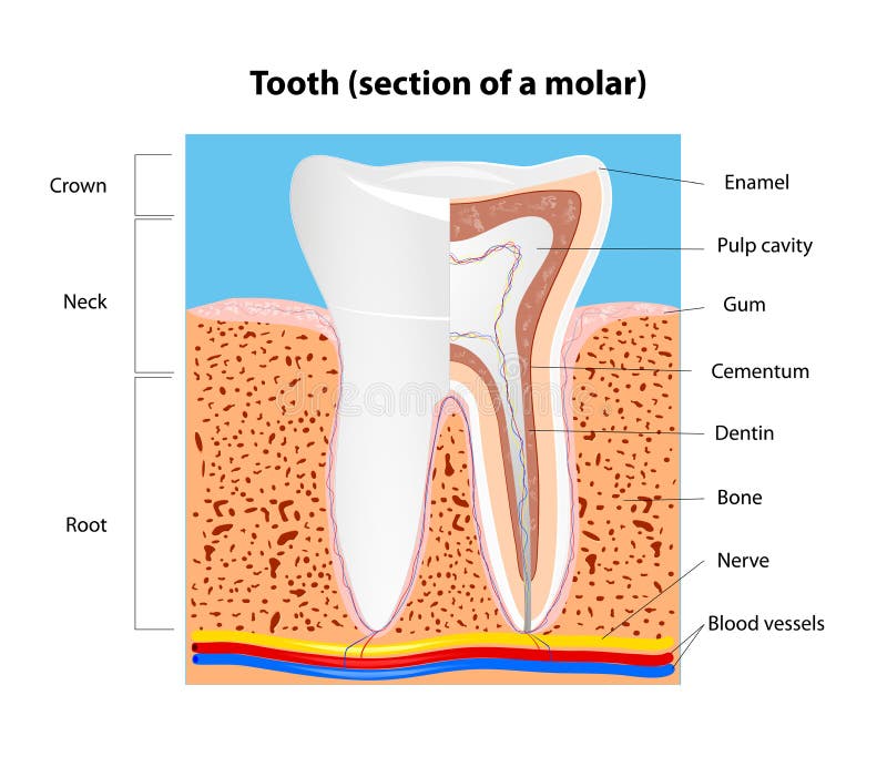 Human Tooth structure. Vector royalty free illustration