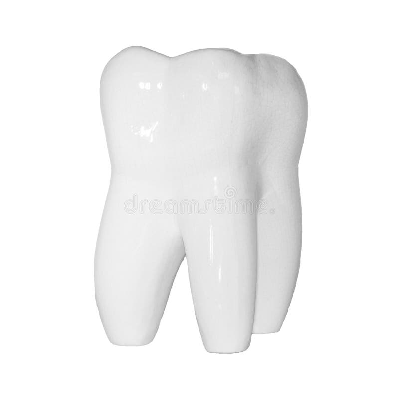 Image of human molar tooth on white background for texture and logo. Human molar tooth on white background for texture and logo stock photos