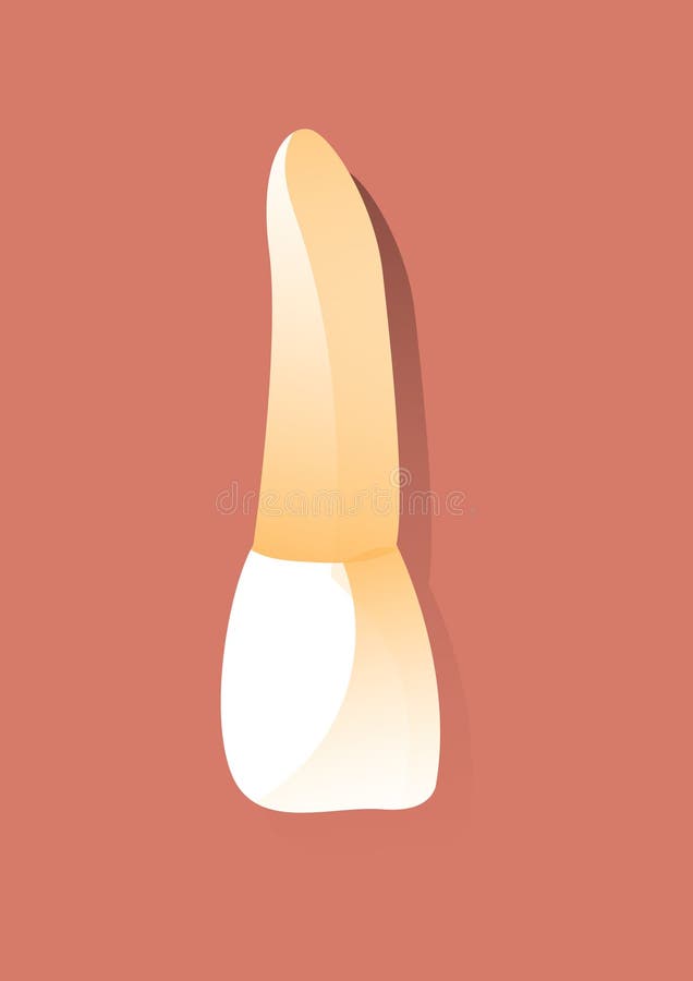 Incisors tooth. Vector illustration decorative design stock illustration