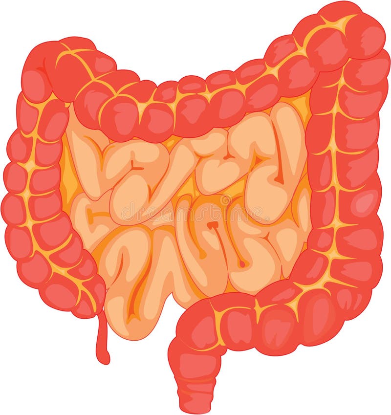 Intenstine vector illustration