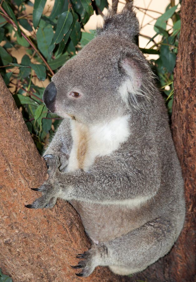 Large adult koala. In gum tree royalty free stock image