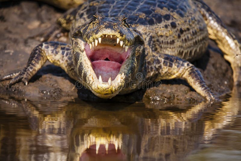 A Look Down A Caimans Mouth and Throat. A Caiman in the Pantanal, resting with mouth open and throat exposed, bearing its teeth, is actually cooling off on a royalty free stock photo