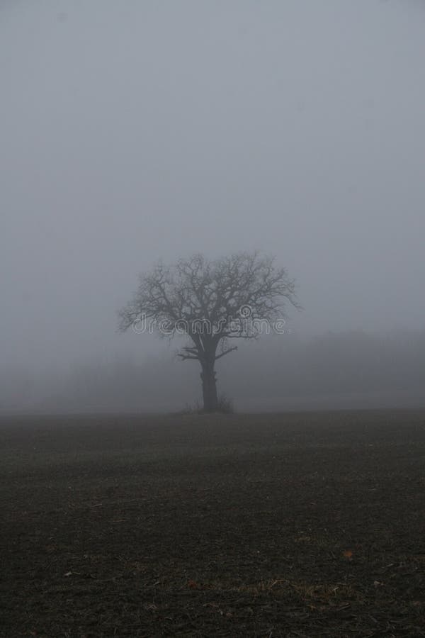 Lost in The Fog stock photos