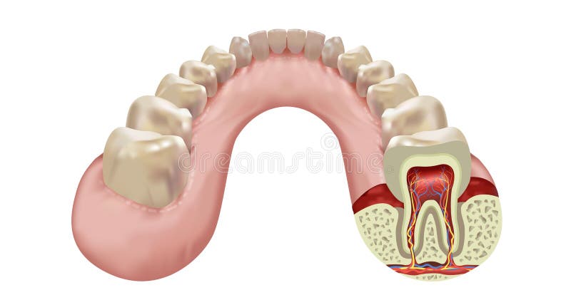 Lower jaw human teeth row vector illustration