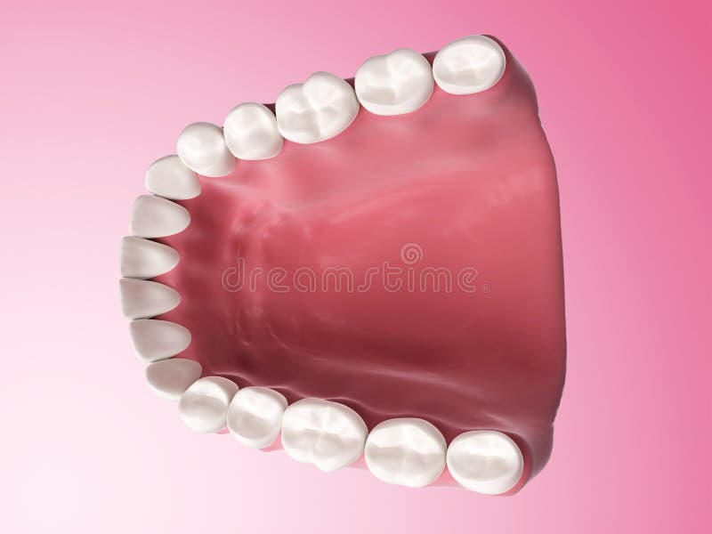 Lower teeth stock illustration
