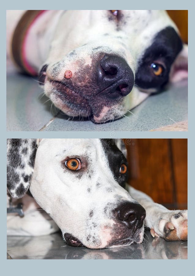 Lying English pointer portrait close-up with big wart on the muzzle before treatment and without papilloma after treatment. Lying English pointer mix phenotype stock photo