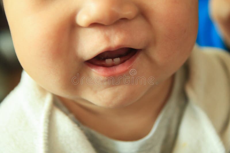 milk teeth of one year old baby royalty free stock photography