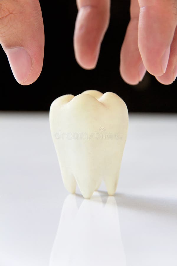 Molar,dental concept. Hand holding molar,dental concept royalty free stock photography