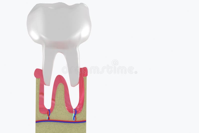 Molar extraction. Tooth loss Anatomical structure. 3d medical illustration. Molar extraction. Tooth loss Anatomical structure. 3d medical illustration royalty free stock image