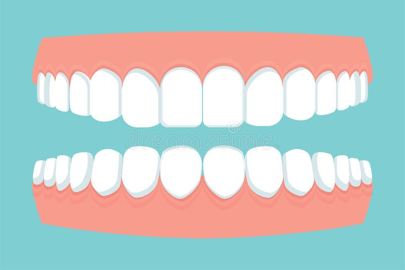Open human mouth with jaws full of teeth, gums isolated. Dental, stomatology concept. Flat style, bright medical clipart stock illustration