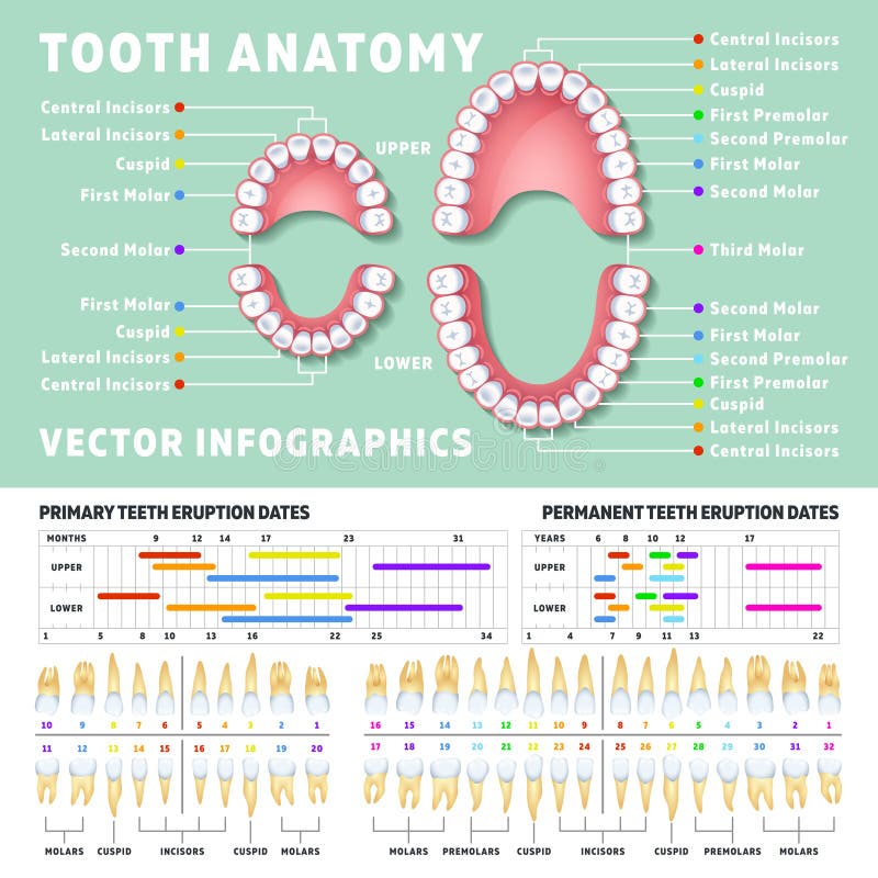 Orthodontist human tooth anatomy vector infographics with teeth diagrams. Medical dental diagram illustration royalty free illustration